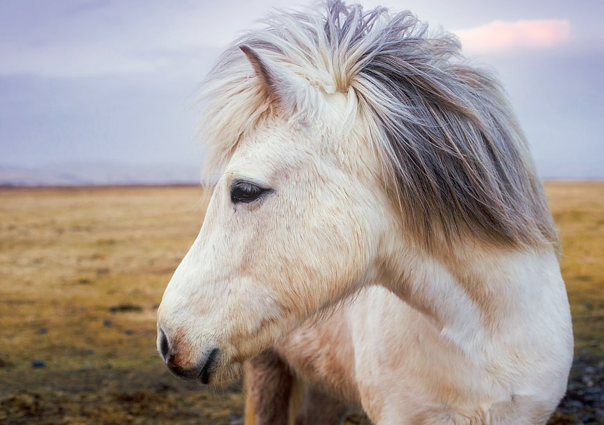 Close-up of a white Icelandic horse in a field
