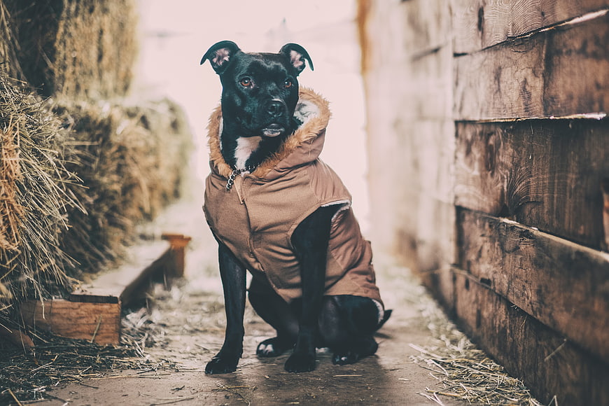Black dog in brown coat sitting in rustic barn aisle