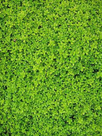 Top View of Dense Green Thyme Herb Leaves