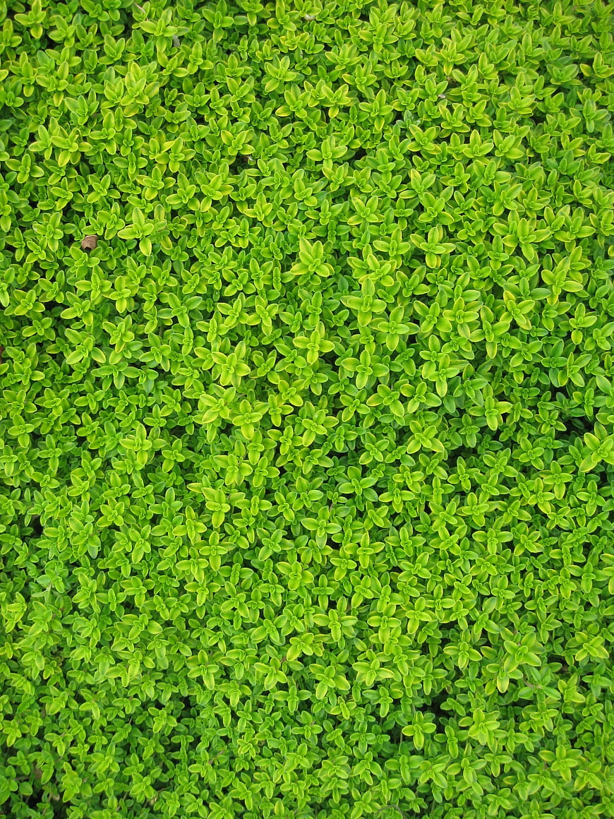 Top View of Dense Green Thyme Herb Leaves