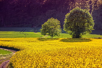 Vibrant Yellow Rapeseed Field with Trees in Spring Landscape