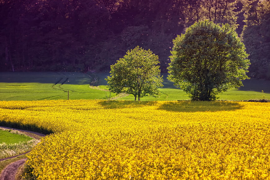 Vibrant Yellow Rapeseed Field with Trees in Spring Landscape