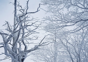 Frost-covered tree branches against a pale winter sky