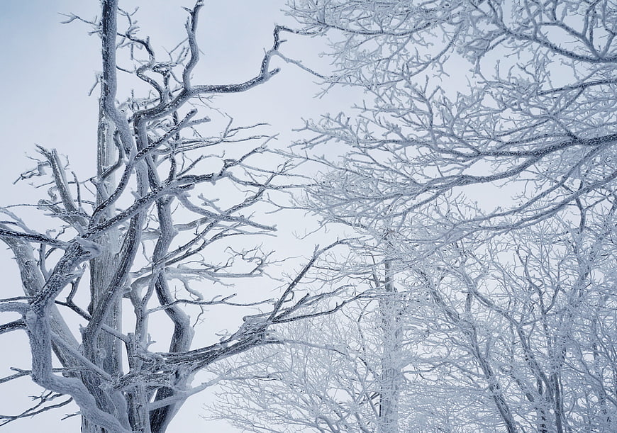 Frost-covered tree branches against a pale winter sky