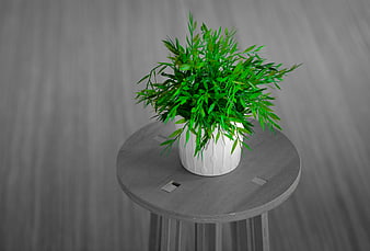 Green Potted Plant on Grey Wooden Stool