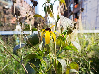 Yellow Black-Eyed Susan Flower in Urban Garden