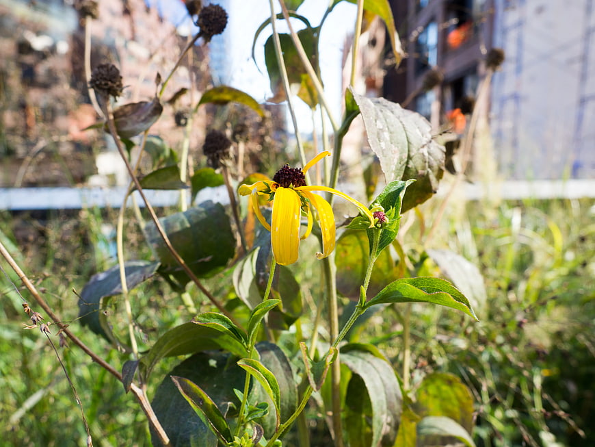 Yellow Black-Eyed Susan Flower in Urban Garden