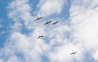 Flock of Geese Flying in Blue Sky with Clouds