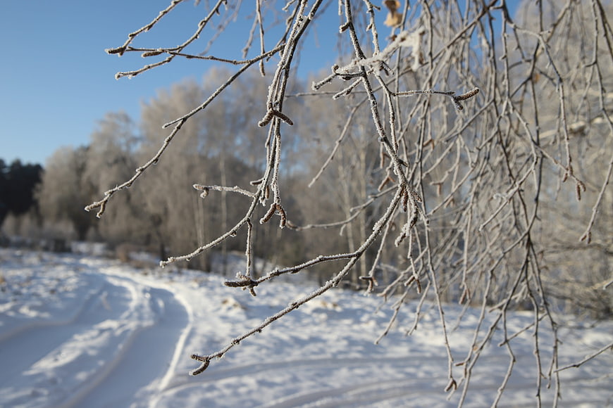 Frosty Birch Branches in Winter Forest Landscape