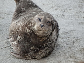 Cute Grey Seal Resting on Sandy Beach