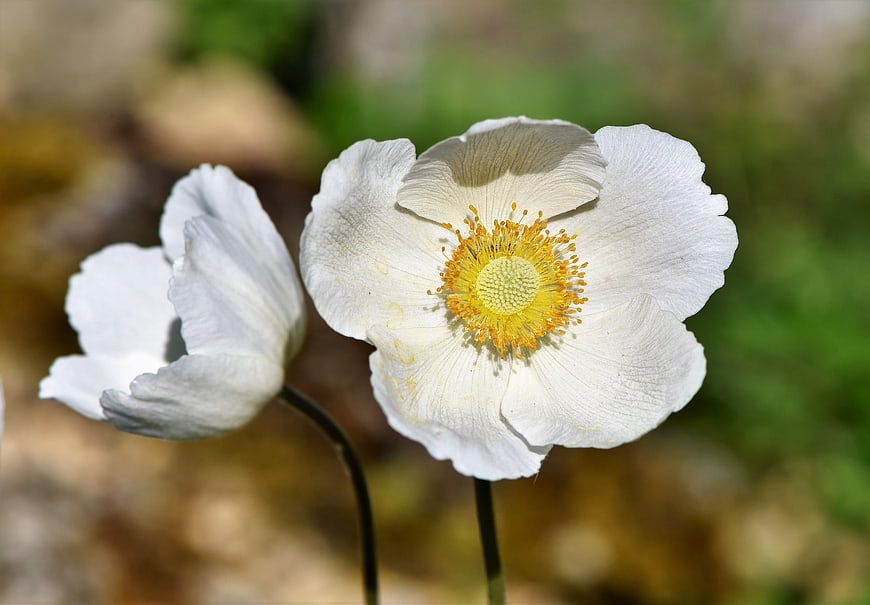 White Anemone Flower Close-Up with Yellow Center