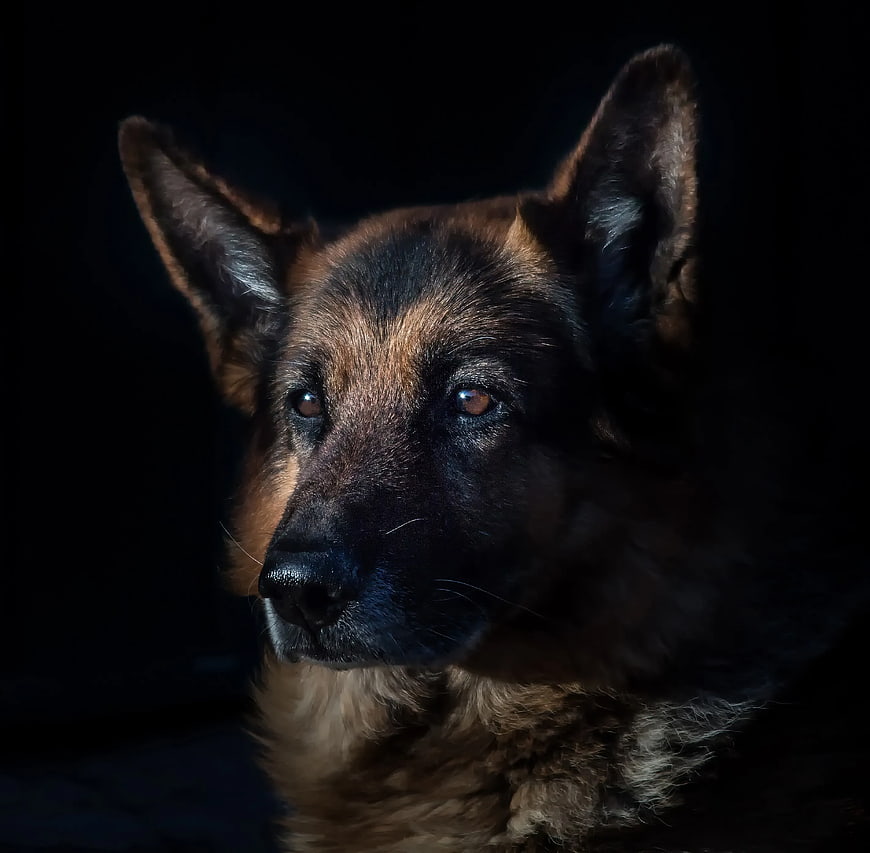 Dramatic Portrait of a German Shepherd Dog in Dark Lighting