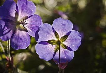 Close-up of purple crane's bill flowers in sunlight
