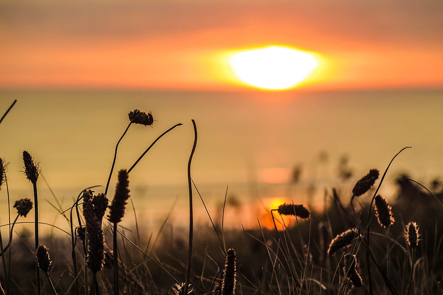 Silhouetted Sea Plantain Grass Against Golden Sunset Horizon