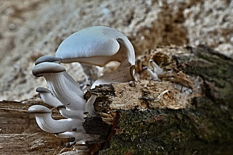 White Oyster Mushrooms Growing on Decaying Wood Log