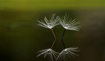 Macro photography of dandelion seeds with water droplets and reflection