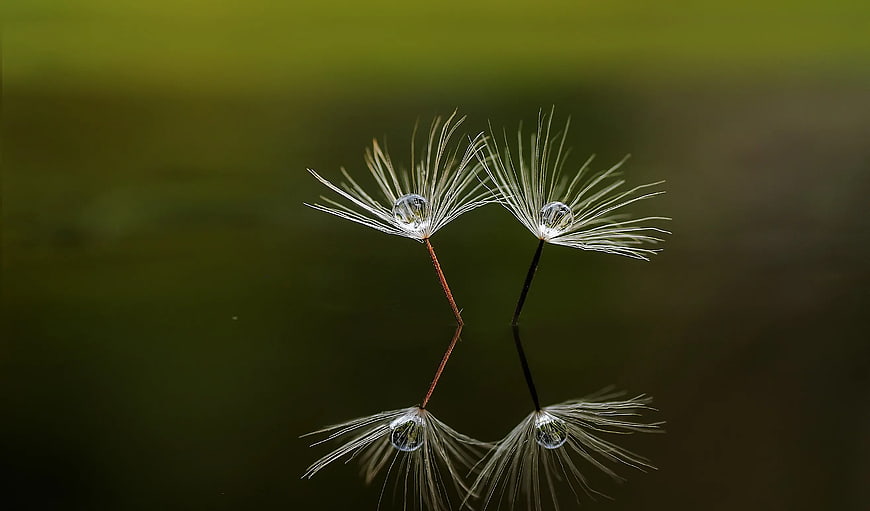 Macro photography of dandelion seeds with water droplets and reflection