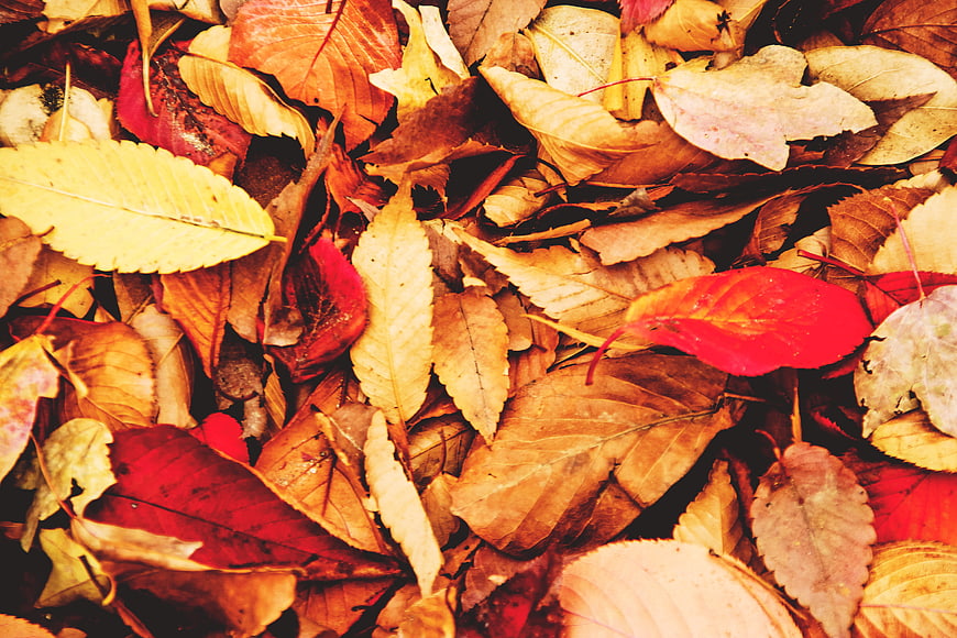 Close-up of colorful autumn leaves on the ground