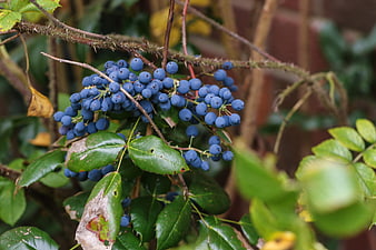 Close-up of blue Oregon grape berries on a thorny branch