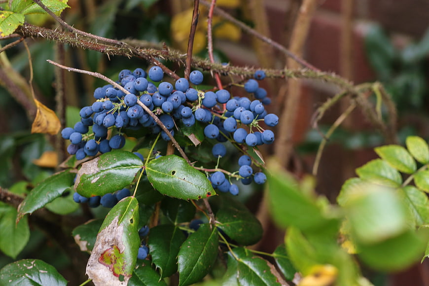 Close-up of blue Oregon grape berries on a thorny branch