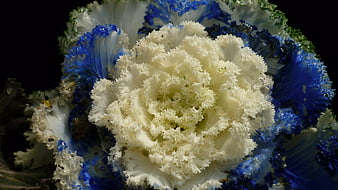 Close-up of ornamental kale with white and blue leaves