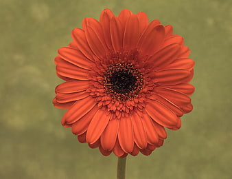 Close-up of a vibrant orange gerbera daisy flower