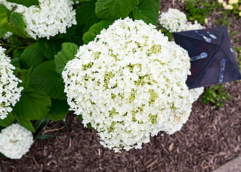 Close-up of White Hydrangea Bloom in Garden