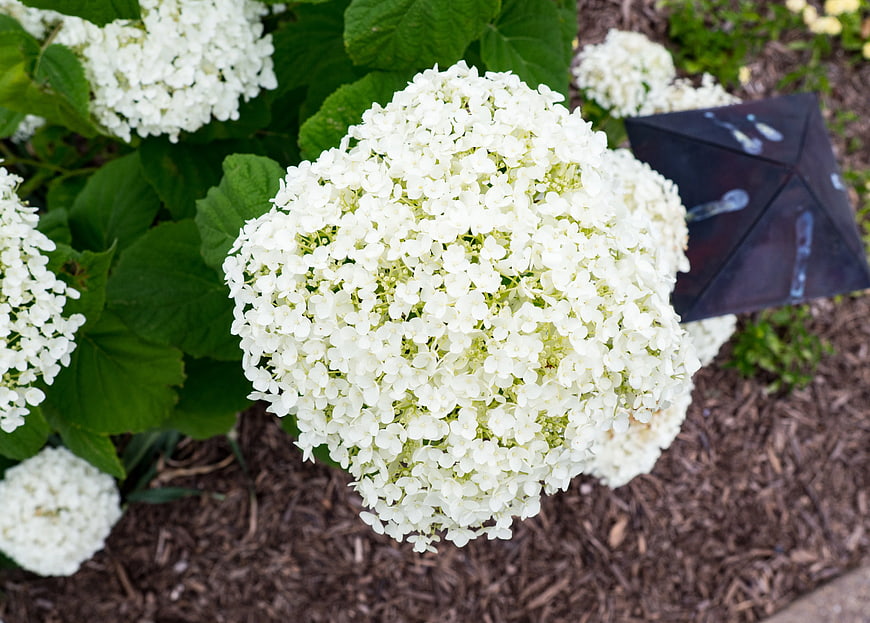 Close-up of White Hydrangea Bloom in Garden