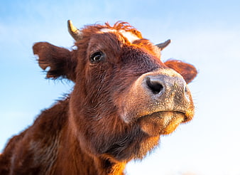 Close-up portrait of a brown cow against blue sky