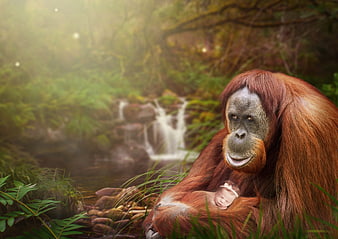 Orangutan Holding Sleeping Baby Girl in Misty Rainforest Waterfall