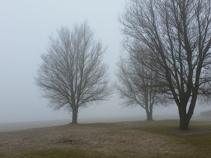 Misty landscape with bare trees in foggy field