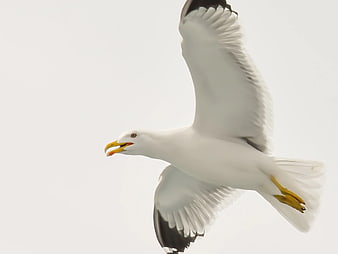 Seagull in Flight Against White Sky