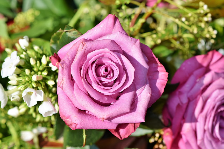 Close-up of a vibrant pink rose with white flowers