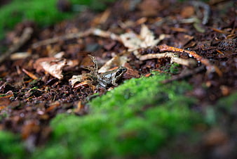 Small brown frog camouflaged on forest floor with moss