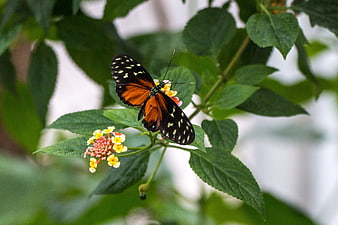 Golden Hekale Butterfly on Lantana Flower