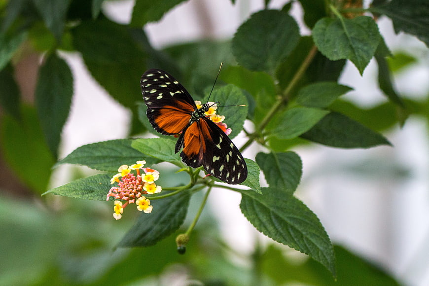Golden Hekale Butterfly on Lantana Flower