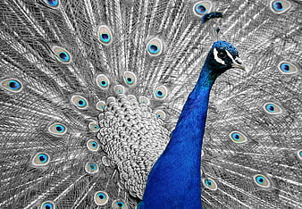 Vibrant Blue Peacock with Monochrome Fan Display