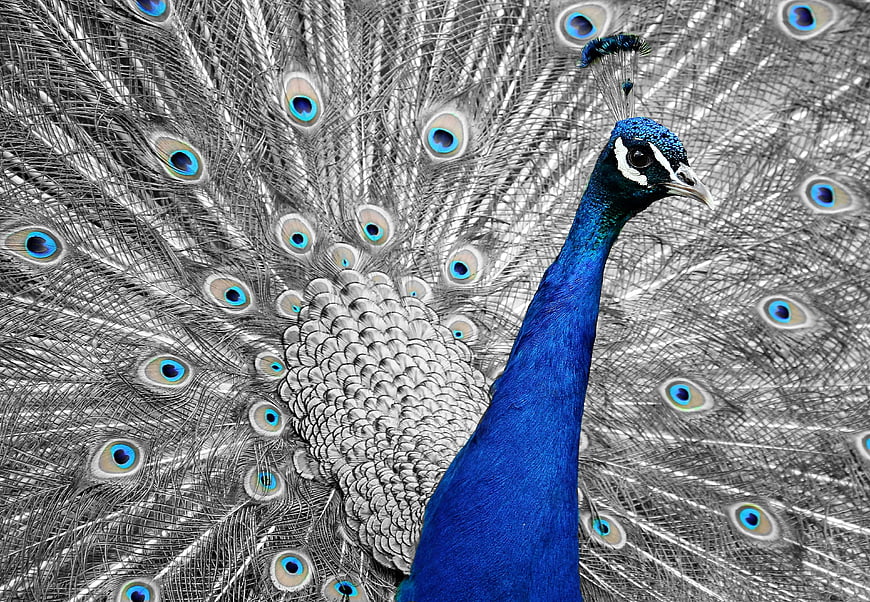 Vibrant Blue Peacock with Monochrome Fan Display