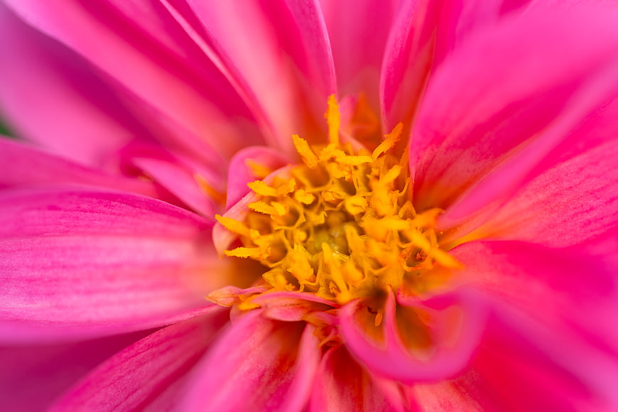 Macro Close-Up of Vibrant Pink Dahlia Flower with Yellow Center