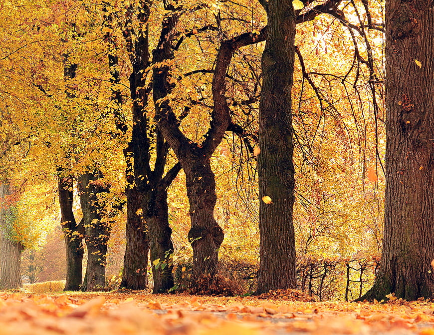 Golden Autumn Trees Lining a Park Path With Falling Leaves