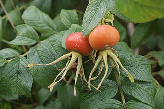 Close-up of ripe rose hips on a bush