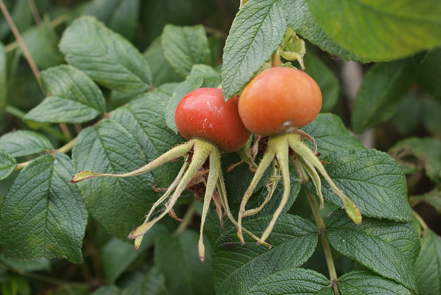 Close-up of ripe rose hips on a bush
