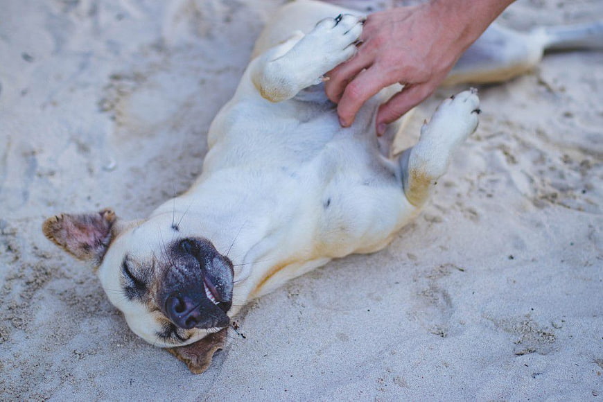 Happy Dog Getting Belly Rub on Sandy Beach