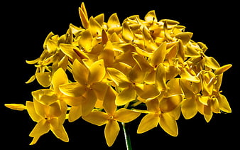 Vibrant Yellow Ixora Flowers on Black Background