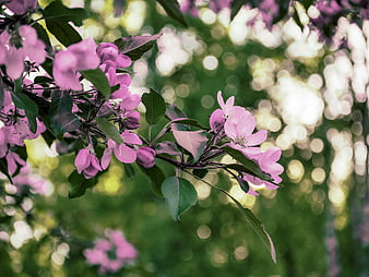 Pink Apple Blossoms on Branch with Bokeh Background