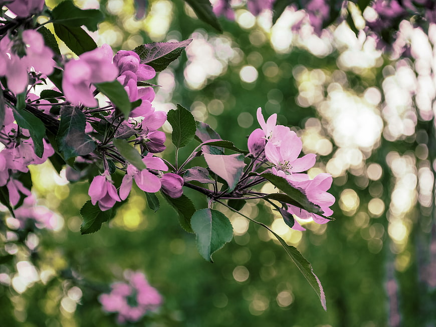 Pink Apple Blossoms on Branch with Bokeh Background