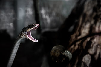Close-up of a snake with open mouth hissing