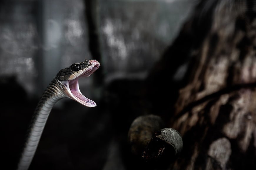 Close-up of a snake with open mouth hissing