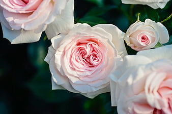 Close-up of delicate pink roses with soft petals