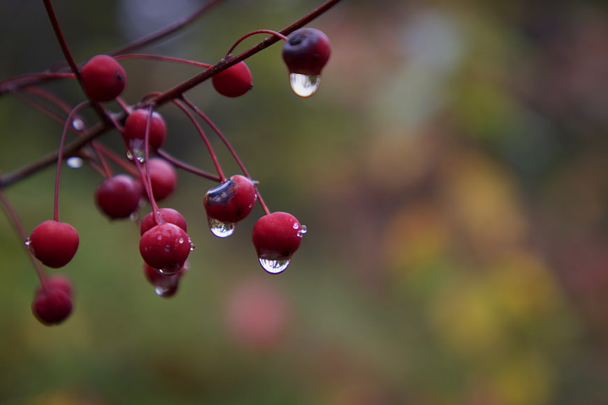 Close-up of red berries with raindrops on a branch